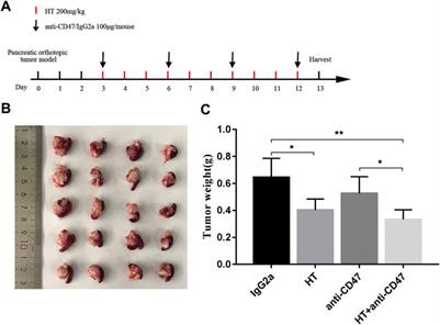 Hydroxytyrosol Inhibits MDSCs and Promotes M1 Macrophages in Mice With Orthotopic Pancreatic Tumor